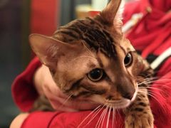 -猫大福·Fortune Cat猫舍(百子湾店)