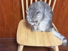 -楼上猫咖(罗湖店)