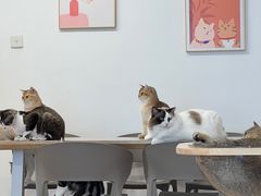 -有喵·猫咖·狗咖·30几只猫10只小狗(岗厦店)