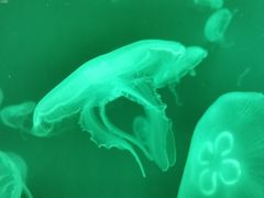 -悉尼海洋生物水族馆