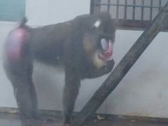 android_upload_pic-西安秦岭野生动物园