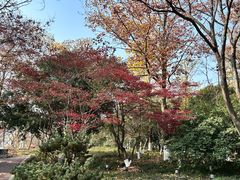 -金鸡湖桃花岛
