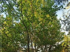 -北京大学燕东园