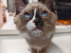 -纳吉亚猫专科动物医院·北北分院