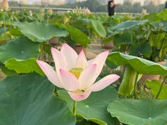 -莲花池公园