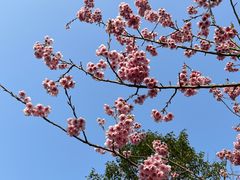 -重庆园博园