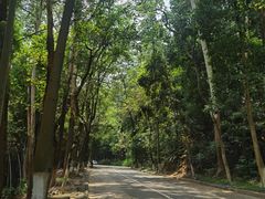 -火炉山森林公园