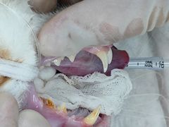 -瑞鹏宠物医院·骨科·猫科·内科(第一中心)