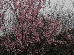 -秀丽东方