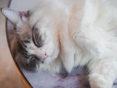 -喵喵咪呀布偶猫咖(春熙路店)