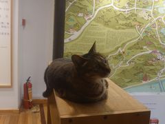 -猫的天空之城概念书店(杭州南宋御街店)