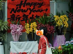 -溪岸路花鸟市场