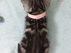 -鼓捣猫呢主题猫咖店