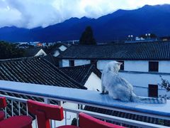 -喵屿·大理花园猫咖