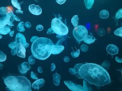 -太平洋海底世界