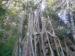 -中国科学院西双版纳热带植物园