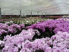 -龙大花卉苗木市场