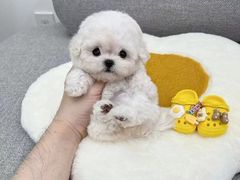 -萌宠之家·腊肠犬·马尔泰·小体犬舍