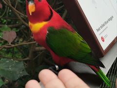 -新加坡飞禽公园