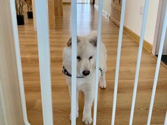 -柴犬小屋·柴餐厅·狗咖食堂(金鼎广场店)