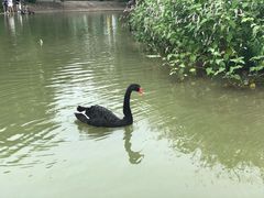 -白洋淀景区