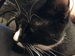 -猫猫幼稚园·撸猫·桌游·电玩
