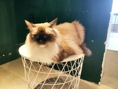 -猫儿山۰猫主题餐厅