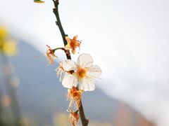 -广州市流溪河国家森林公园