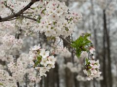 -顾村公园