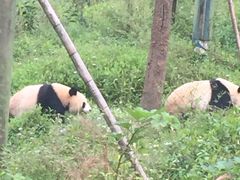 -中国大熊猫保护研究中心雅安碧峰峡基地