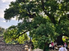 -杨家堂村