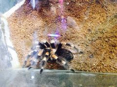 -上海大自然野生昆虫馆