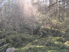 -汤旺河林海奇石景区