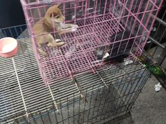 -中环花鸟鱼虫市场