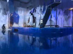 -多彩贵州城极地海洋世界