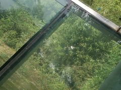-川西竹海景区