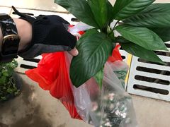 -秦美花卉(天朗·莱茵小城2期店)