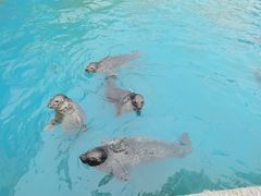 -秦皇岛乐岛海洋王国