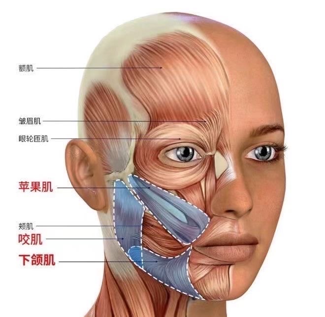 咬肌注射点位置图图片