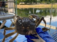 -水岸居湖景农家乐·阳澄湖大闸蟹