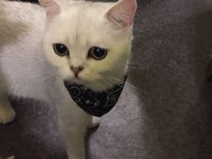-猫色咖啡·猫咖