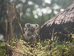 -广州长隆野生动物世界
