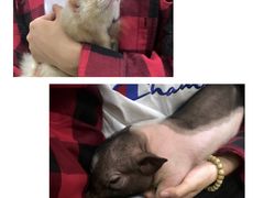 -藦茜花园宠物主题亲子互动体验馆(国顺东路店)