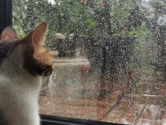 -瑞鹏宠物医院·骨科·猫科·内科(第一中心)
