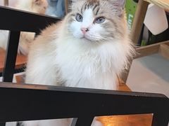 -豆逗聊愈猫阁Easy Life