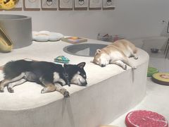 -柴务处·柴犬主题狗咖