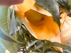 -老袁家蜜桃农场·阳山水蜜桃