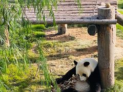 -西霞口神雕山野生动物世界