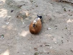 -五龙山野生动物王国
