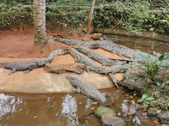 -海南热带野生动植物园